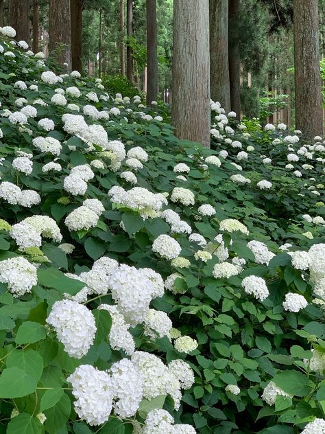 Hydrangea Landscaping, Plant Fungus, Front Yard Design, Plant Images, Forest Garden, Woodland Garden, Plant Combinations, Yard Design, White Gardens