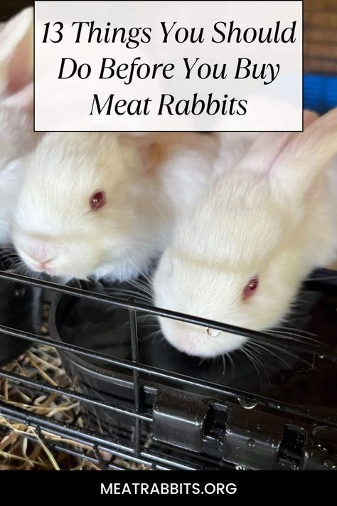 13 Things You Should Do Before You Buy Meat Rabbits - Meat Rabbits Meat Rabbits Breeds, Raising Rabbits For Meat, Rabbit Meat, Meat Rabbits, Raising Rabbits, Rabbit Care, Best Meat, Pet Rabbit, Mixed Breed