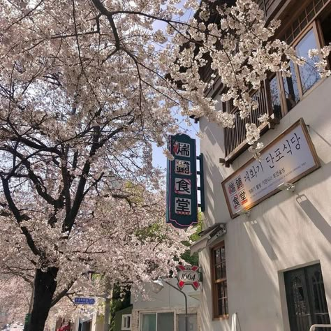 Japanese Core, Japan Vibes, Japan Core, Cherry Blossom Trees, Aesthetic Japan, Japan Aesthetic, Quiet Life, Korean Aesthetic, Japanese Aesthetic