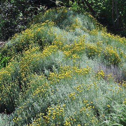 Backyard Park, Deer And Rabbit, Australian Garden Design, Naturalistic Garden, High Country Gardens, Lavender Cotton, Growing Lavender, Country Gardens, Perennial Border