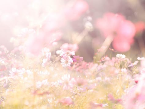 Header Flower, Still Awake, Pink Board, Water Aesthetic, Nothing But Flowers, Aura Colors, Japan Aesthetic, Header Banner, Arte Inspo