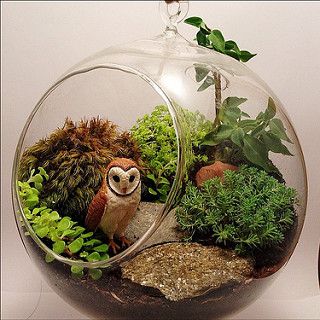 Hanging #terrarium with a wise friend #owl | por papercutoutdesign Miniature Gardens Design Ideas, Wedding Terrarium, Succulent Crafts, Terrarium Inspiration, Crystal Gardens, Miniature Garden Design, Crystal Terrarium, Fairy Terrarium, Unique Terrarium