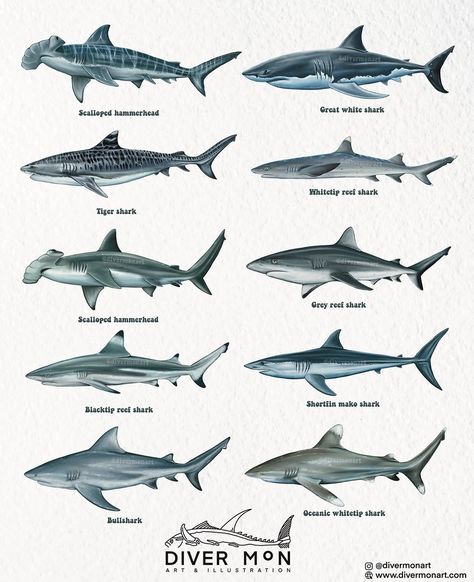 Unique Aquatic Animals, Shark Art For Kids, Shark Breeds, Baby Great White Shark, Shark Tooth Tattoo, Shark Shirts, Types Of Sharks, Shark Facts, Shark Photos