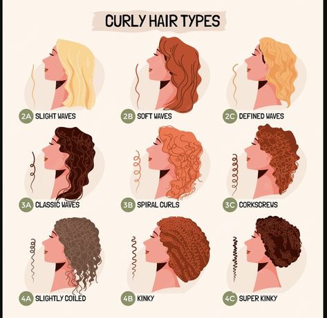 Anime Hairstyles For Curly Hair, 1c Hair Type, How To Draw Curly Hair, Curly Hair Haircuts, Types Of Curly Hair, Hair Type Chart, Long Layered Curly Hair, Hair Chart, Character Hair