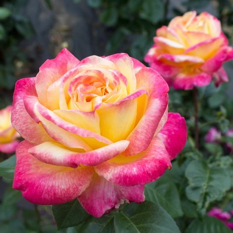 Peace Roses for Sale | FastGrowingTrees.com Flowering Plum Tree, Cold Hardy Palm Trees, Laurel Shrub, Rose Shrub, Flowering Pear Tree, Holly Shrub, Rose Fertilizer, Fruit Bushes, Peace Rose