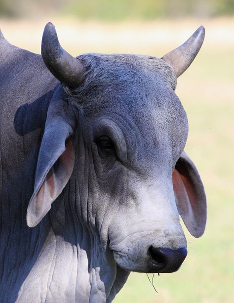 Brahma Bull | While in Georgia we found a farmer who raised … | Flickr Brahman Bull Drawing, Painting Cow Print, Indian Bull Images, Bull Photo, Brahman Bull, Indian Cow Photo, Brahman Cattle, Livestock Photography, Brahma Bull