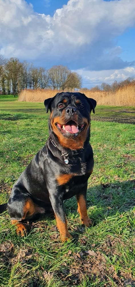 Rottweiler Dog Wallpaper, Rottweiler Wallpaper, Rottweiler Breeders, Dogs Tattoo, German Rottweiler, Wallpaper Dog, Tattoo Dog, Rottweiler Love, Dog Breath