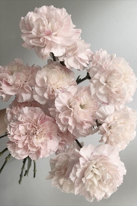 Blush Pink Peonies, Blush Colored Flowers, Light Pink Carnations, Blush Carnations, Blush Pink Wedding Bouquet, Pink And White Aesthetic, Light Pink Bouquet, Pink Flowers Aesthetic, Baby Pink Flowers