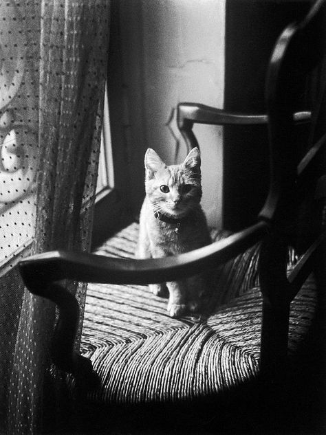 Daniel_F_B on Twitter: "Willy Ronis @TweetMaman @c_vollaire @AuxComtesse… " Willy Ronis, Mr Cat, Robert Doisneau, Cat Stories, Cat People, Black And White Photos, Bw Photo, Black And White Pictures, Light And Dark