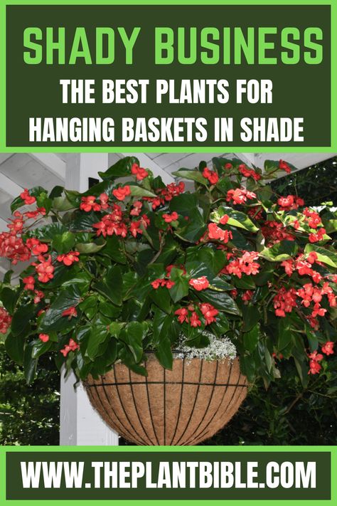 Best Plants for Hanging Baskets in Shade Potted Plants For Shade, Planters For Shade, Plants For Shady Areas, Plants That Like Shade, Plants That Love Shade, Shade Loving Flowers, Best Plants For Shade, Hanging Ferns, Hanging Plants Outdoor