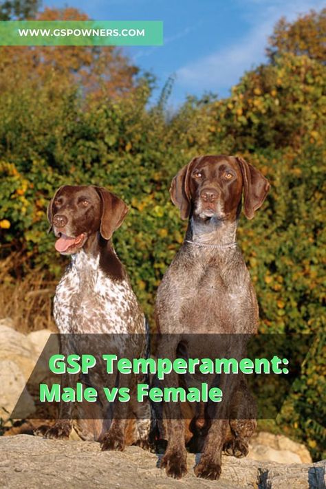 German Pointer Puppy, German Short Haired Pointer Puppy, Gsp Dogs, Puppy Things, Male Vs Female, Gsp Puppies, Short Haired Pointer, German Shorthair Pointer, Shorthair Pointer