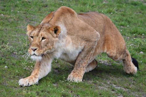 Image Lions Lioness Big cats Glance Animals Staring Lion Reference Photo, Lion Anatomy, Lion King Pictures, Lion Photography, Animal Action, Cat Anatomy, Lions Photos, Lion King Art, Cat Reference