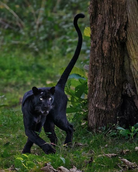 Here Are The Most Dangerous Animals Roaming The Lands Of North Carolina Panther Aesthetic Animal, Panther Aesthetic, Most Dangerous Animals, White Panther, Black Panther Tattoo, Panther Pictures, Black Cat Tattoos, National Cat Day, Cat Pfp