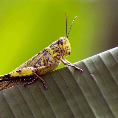 Crickets Chirping, Grasshoppers, Brush My Teeth, Reptiles And Amphibians, Amphibians, Colorado Springs, Pest Control, Lawn Garden, Reptiles