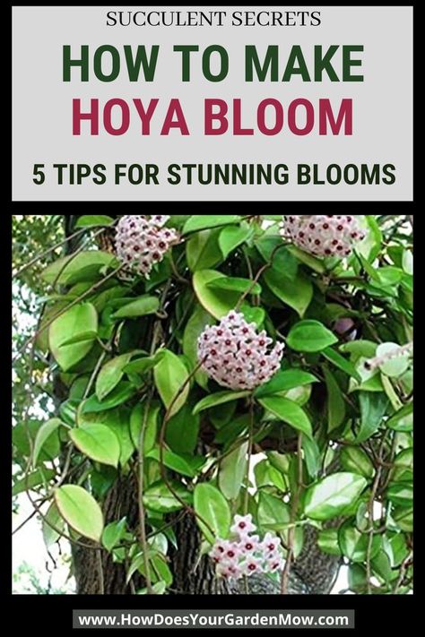 how to make hoya bloom Hoya Cumingiana Care, How To Care For Hoya Plant, Hoya Identification Chart, Hoya Flowers Blooming, Diy Hoya Trellis, Hoya Plant Propagation, Hoya Plant Trellis Ideas, How To Propagate Hoya Plants, Hoya Plant Trellis