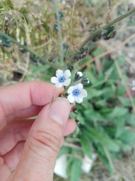 So cute tiny wild flowers Tiny Wild Flowers, Fairy Ring, Simple Flowers, Tiny Flowers, Flower Photos, Small Flowers, Spring Flowers, Flower Power, Sapphire Ring