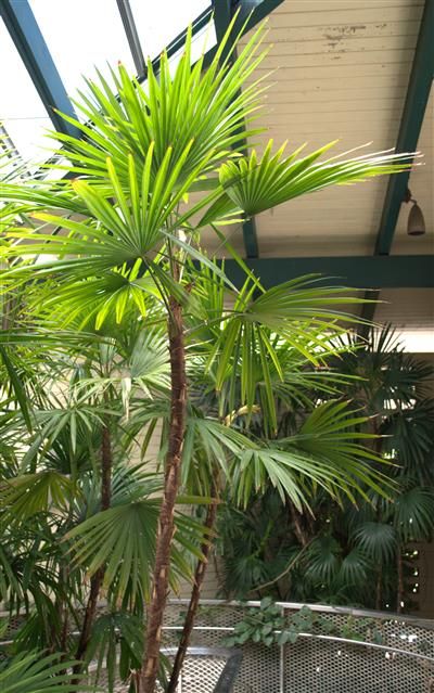 Cold Hardy Palms - The Best Palm Tree Species for Cold Weather Garden Provence, Landscaping Entrance, Monument Ideas, Cold Hardy Palm Trees, Tropical Backyard Landscaping, Small Tropical Gardens, Trees Landscaping, Pool Plants, Palm Trees Landscaping