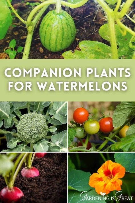 Watermelon Companion Plants, Planting Watermelon, Plant Chart, Watermelon Garden, Watermelon Vines, Planting Layout, Growing Melons, Best Companion Plants, Companion Planting Chart