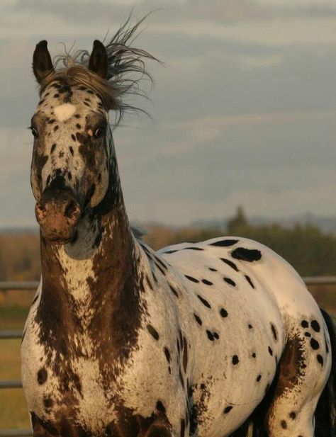 Appaloosa Appaloosa Horses For Sale, Horses Appaloosa, Spotted Horse, Snowflake Blanket, Majestic Horses, Appaloosa Horse, Gorgeous Horses, Types Of Horses, Paint Horse