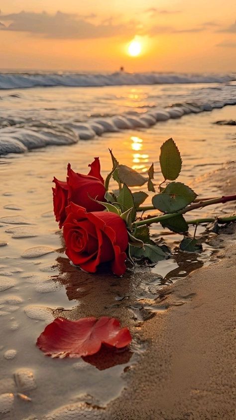 Photo Rose, Red Roses Wallpaper, Flowers Photography Wallpaper, Lovely Flowers Wallpaper, Photo Art Frame, Wallpaper Nature Flowers, Pretty Landscapes, Beautiful Images Nature, Foto Art