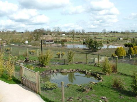 Duck Pens, Duck Swimming, Pond Ideas, Bird House Kits, Swimming Pond, Bird Aviary, Duck Pond, Quack Quack, Farm Ideas