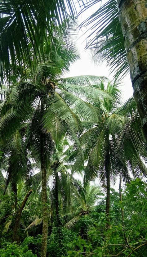 Mornings in kerala 🌴 Kerala Snap, Tree Snap, Beautiful Creatures, Kerala, Plants, Quick Saves