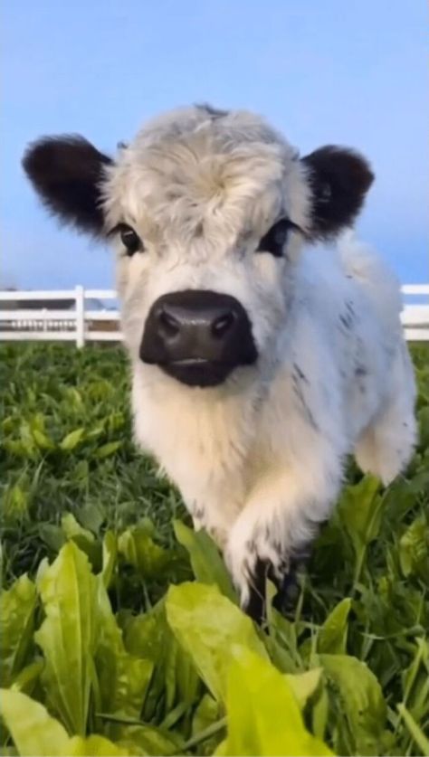 Baby Moo Pet Cows, Cutee Animals, Baby Farm Animals, Cute Small Animals, Cute Animals Puppies, Baby Cow, Baby Animals Pictures, Baby Cows