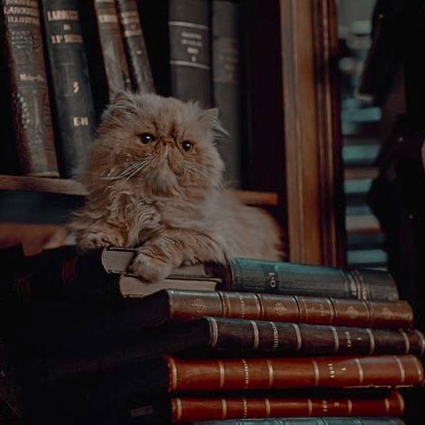 Hermione's Cat, Hermione Granger Aesthetic, Gryffindor Aesthetic, Harry Potter Wall, Ravenclaw Aesthetic, Images Harry Potter, Bellatrix Lestrange, Hogwarts Aesthetic, Golden Trio