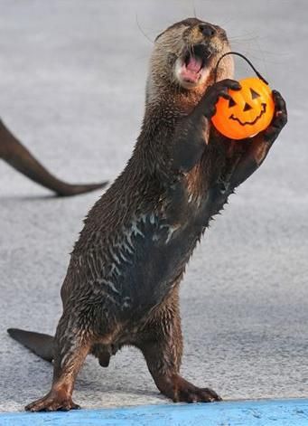 Halloween Otter! Otters Cute, Otter Love, Baby Otters, River Otter, Cute Kawaii Animals, Sea Otter, Trick Or Treating, Kawaii Animals, Sea World