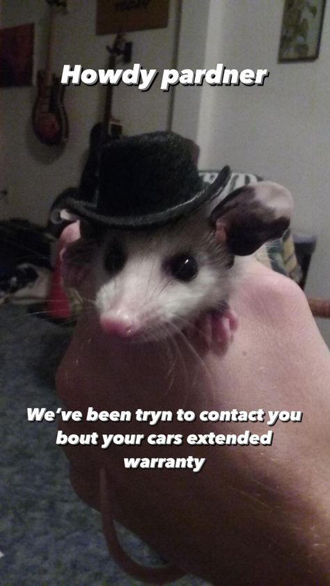 Animals Wearing Hats, Baby Opossum, Baby Possum, Awesome Possum, Funny Rats, Animal Hats, Can Dogs Eat, Silly Animals, Rodents