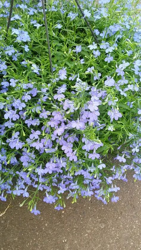 Edging lobelia 'Cambridge Blue' (Lobelia erinus 'Cambridge Blue') Care Guide. Edging lobelia 'Cambridge Blue' is an Edging lobelia with petals that are the same unique shade of blue that is made famous by Cambridge University. This cultivar may grow taller than its parent plant, reaching up to 30 cm as opposed to 23 cm. It is also more compact than its parent, only spreading out to 23 cm instead of 30 cm. Gardeners love its tolerance to heat and humidity as well as its versatility and long flowe Harvesting Seeds, Blue Lobelia, Grow Taller, Root Rot, Plant Help, Plant Diseases, Cambridge University, Liquid Fertilizer, Easy Plants