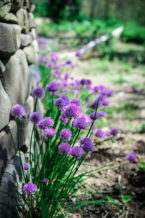 How to Use Edible Chive Blossoms - Fare Isle Chive Flowers Recipe, Candied Violets, Chive Flowers, Chives Plant, Chive Flower, Chive Blossom, Wild Violets, Finishing Salt, Easy Handmade Gifts