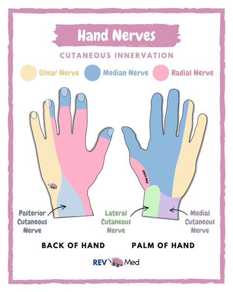 Hand Nerves, Radial Nerve, Ulnar Nerve, Median Nerve, Hands Drawing, Medical Jobs, Drawing Room Interior Design, Back Of Hand, Hand Palm