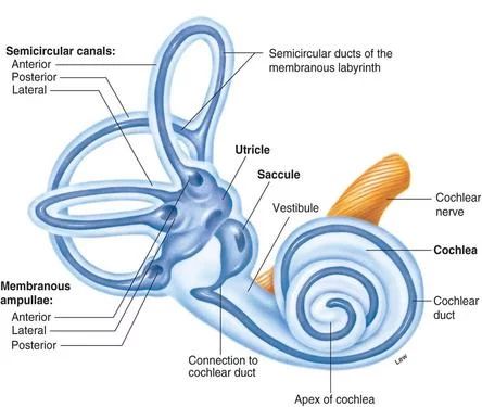 Structure of the Inner Ear Vestibular Activities, Proprioceptive Input, Sensory Seeker, Bilateral Coordination, Sensory Disorder, Vestibular System, Sensory Diet, Cognitive Psychology, Motor Planning