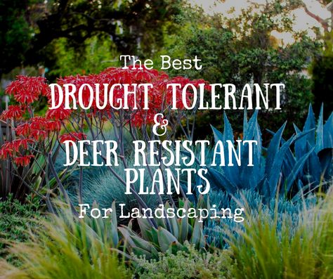 Landscaping Deer Resistant, Deer Resistant Landscaping Shrubs, Ashley Aesthetic, Deer Resistant Landscaping, Plants For Landscaping, Heat Tolerant Plants, Drought Resistant Landscaping, Landscaping Shrubs, Fast Growing Vines