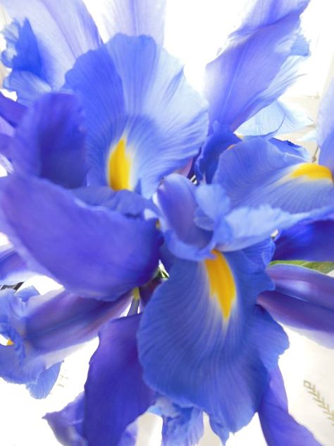 Irises were named after the goddess of the rainbow, reflecting the array of vibrant colours these gorgeous flowers comes in. Species such as sweet, German and Florentine iris are the ones used to obtain a white, waxy solid or orris "butter" aromatic, via steam distillation of the powdered roots. The roots have to be processed, dried and stored for 3 years for their woody, violet-like scent to develop, which is why orris is one of the most expensive botanical raw materials available. Perfume Ideas, Orris Root, Deep Winter Colors, Violet Flowers, Steam Distillation, Light Lavender, Deep Winter, Gorgeous Flowers, Violet Flower