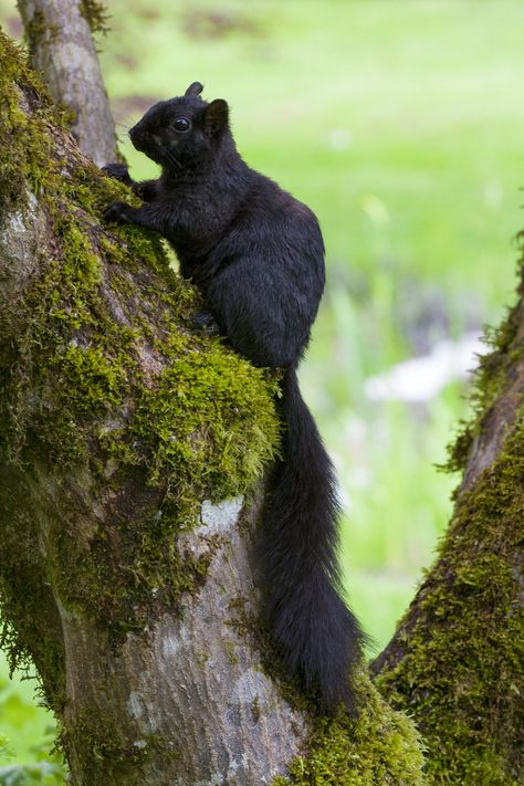 . Melanistic Animals, Black Squirrel, Moss Covered, Cute Squirrel, Black Animals, Animal Photo, Chipmunks, Nature Animals, Animals Friends