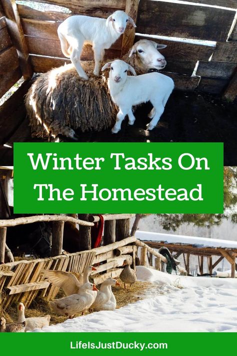 Winter Homesteading, Backyard Homestead, Raising Ducks, Winter Tips, To Do Checklist, Winter Survival, Winter Hacks, The Homestead, Baby Ducks