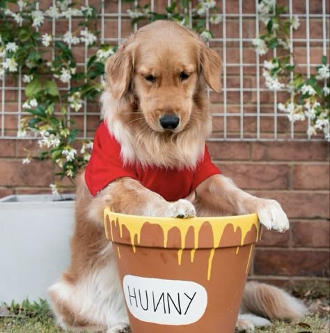 Pooh Bear Dog Costume, 2 Dog Costume Ideas, Halloween Dog Costume Golden Retriever, Halloween Costume With Golden Retriever, Golden Retriever Halloween Costume Funny, Dog Costumes Golden Retriever, Golden Retriever Puppy Halloween Costume, Dog Halloween Costumes Golden Retriever, Halloween Costumes For Golden Retrievers