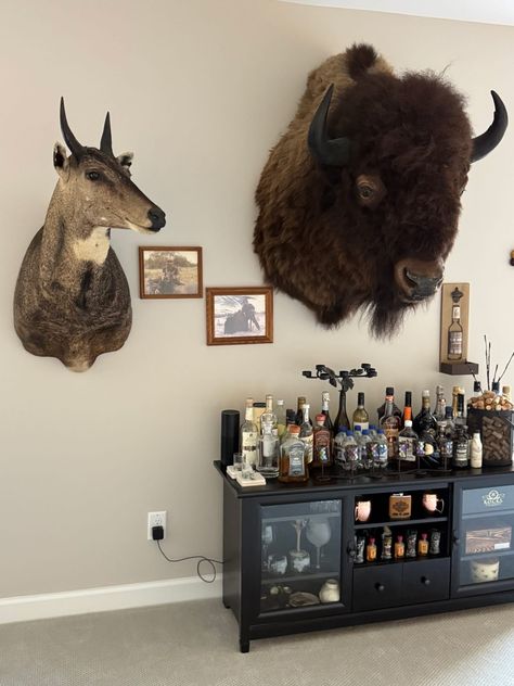 Taxidermy Bear, Taxidermy Decor, Taxidermy Display, Hunting Room, I Am Game, Taxidermy, My Room, Game Room, Hunting