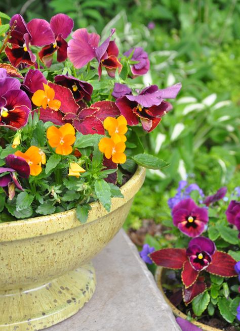 Fall Pansies Containers, Fall Pansies, Red Fountain Grass, Ivy Geraniums, Scented Flowers, Fall Container Gardens, Ornamental Cabbage, Fall Mums, Fall Containers