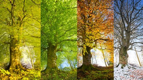 The four seasons experienced by Earth's midlatitude regions are being gradually altered by global warming — but a climate expert says they won't completely go away. What Season Am I, Fall Season Pictures, Seasons Months, Outdoor Education, Four Season, Seasons Of The Year, Colorful Leaves, Beauty Wellness, Changing Seasons