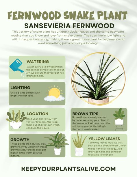 Plant Knowledge, Garden Notes, Low Water Plants, Plant Care Guide, Snake Plant Care, Easy House Plants, Sansevieria Plant, Plant Benefits, Snake Plants