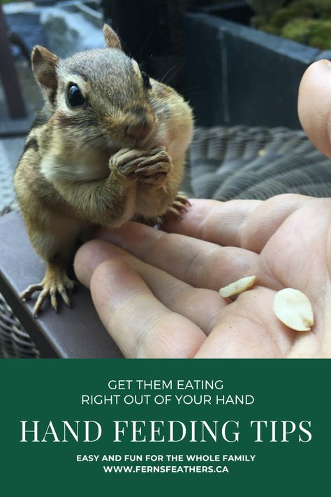 Chipmunk Feeder Diy, Chipmunk House Diy, Chipmunk Food, Chipmunk Feeder, Survival Knowledge, Farmer Family, Baby Chipmunk, Habitats Projects, Squirrel Feeders