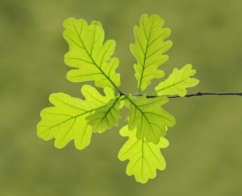 Oak Leaves Photography, Tree Leaves Photography, Oak Tree Leaves, Oak Leaf Art, Leaf Photography, Oak Forest, Old Oak Tree, Lone Tree, Forest Pictures