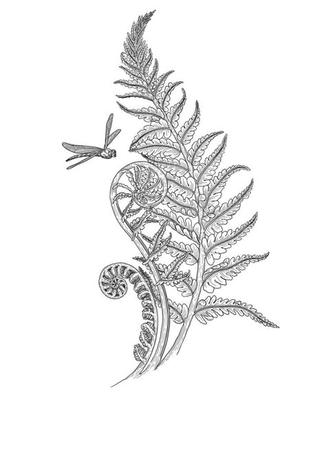 Fern Tattoo, Plant Tattoo, Botanical Tattoo, Tattoo Project, Nature Tattoos, Next Tattoo, Tattoo Design Drawings, Art Tattoos, Body Tattoos