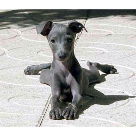 Miniature  Italian greyhound- How can you say no to this face!!! Miniature Italian Greyhound, Italian Greyhound Puppies, Greyhound Puppy, Cutest Puppy, Italian Greyhound, Puppy Pictures, Whippet, Siberian Husky, Adorable Animals