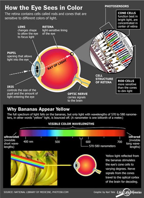 How do we see color? We see color thanks to specialized receptors in our eyes. Optometry Education, Eye Facts, Eye Anatomy, Improve Vision, Parts Of The Eye, Color Vision, The Human Eye, Eye Exercises, Human Anatomy And Physiology