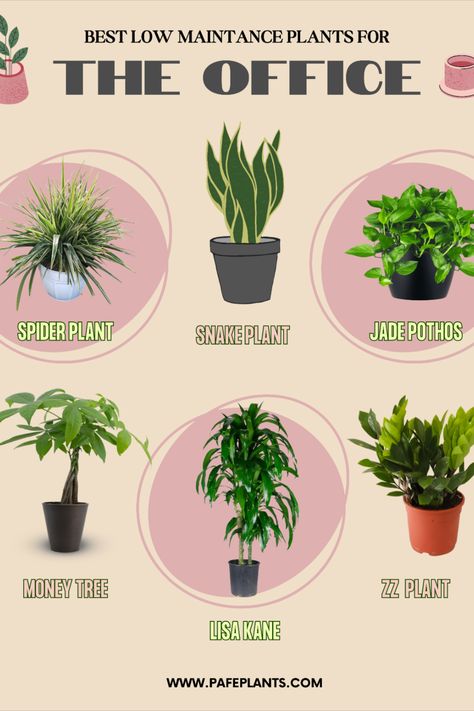 Plants That Can Survive Without Sunlight, Low Maintenance Office Plants, Plants For Work Office, Good Office Plants, Welcoming Office Decor, Cubicle Plants Decor, Office Plants Ideas Desk Areas, Small Desk Plants, Small Office Decorating Ideas For Work