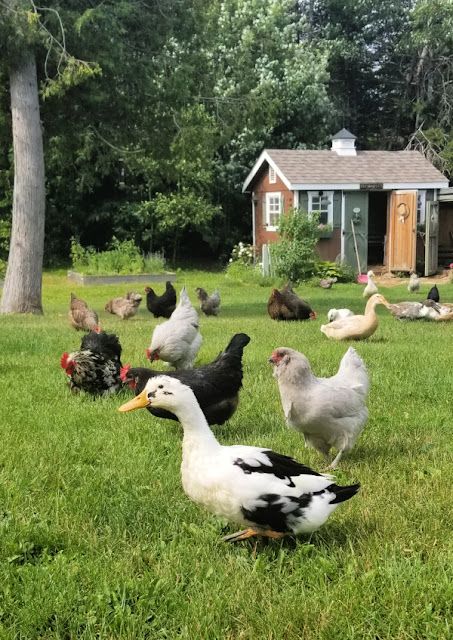 5 Tips for Safer Free Range for Backyard Chickens and Ducks - Fresh Eggs Daily® Ducks And Chickens, Chickens And Ducks, Ducks And Geese, Chicken Flock, Backyard Ducks, Duck Farming, Chicken Keeping, Chicken Tractor, Backyard Chicken Farming